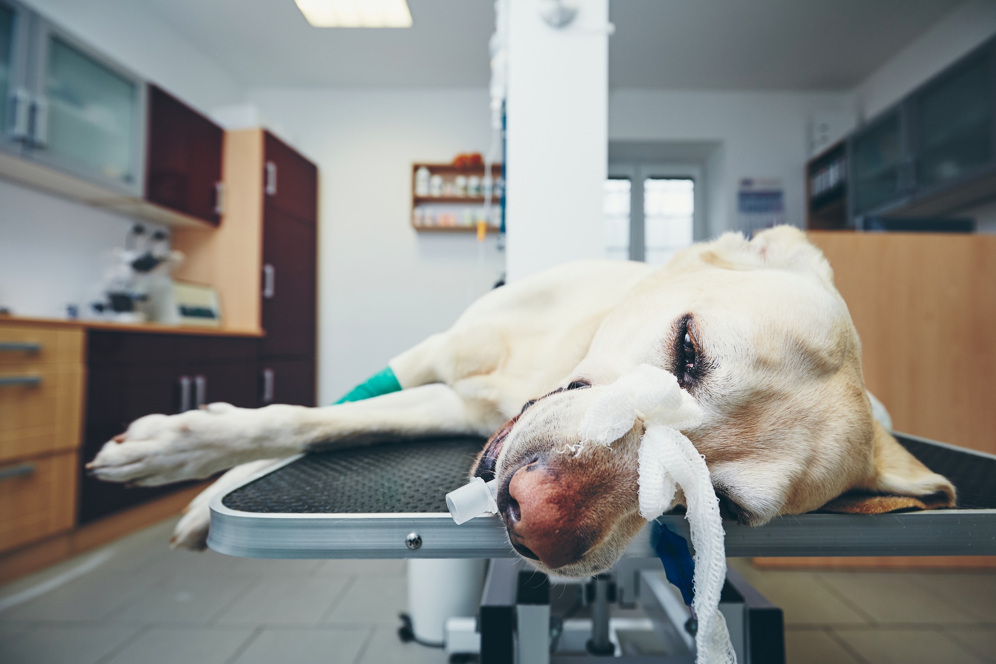 Dog at animal hospital