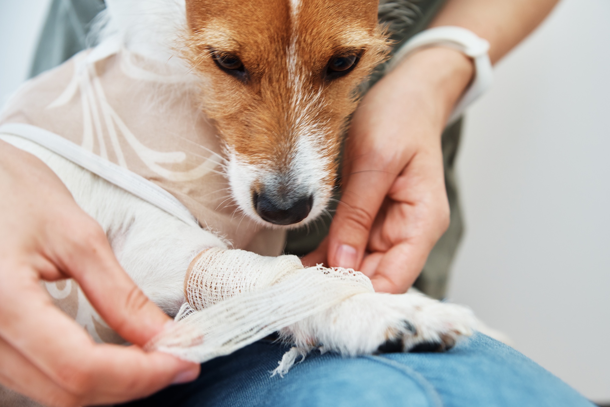 Dog with a bandage on his paw. Pet care