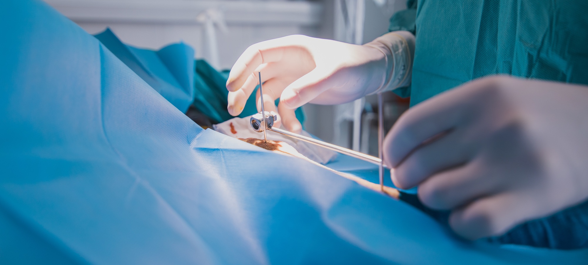 hands of a veterinarian working on a traumatology