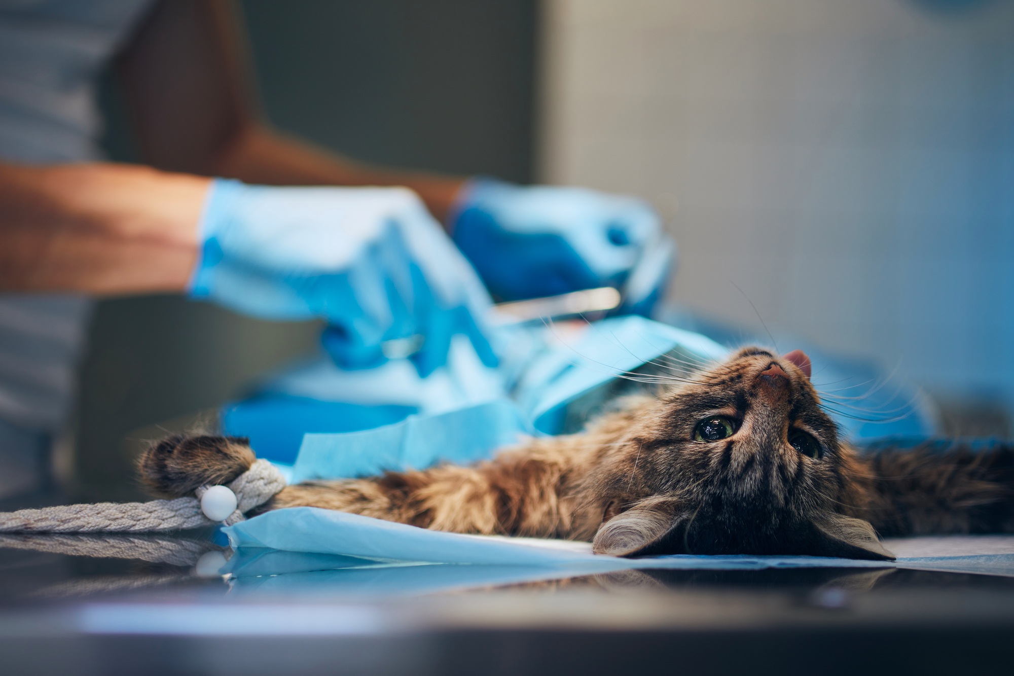 Hands of veterinary doctor during cat surgery in animal clinic.