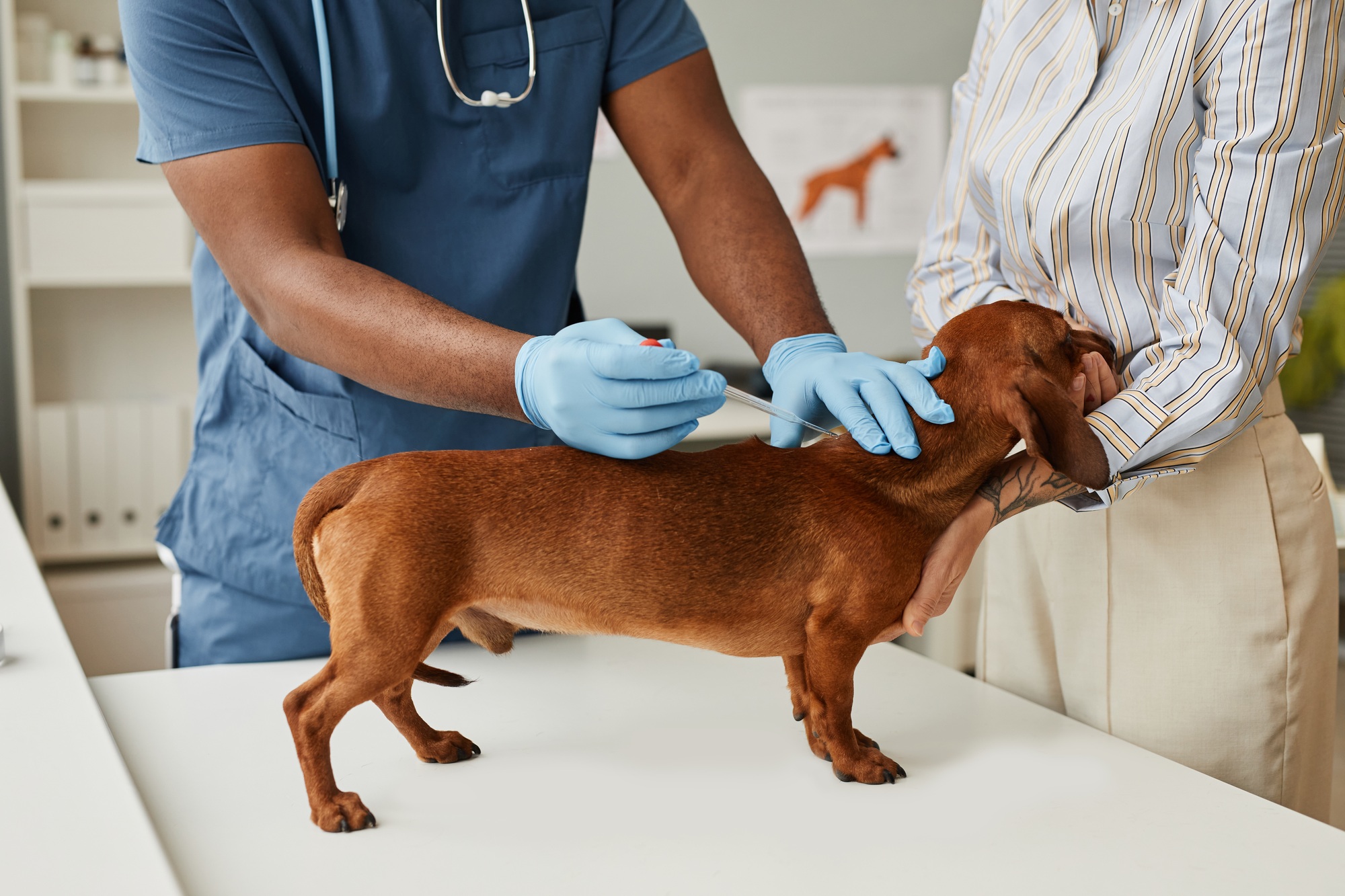 Pet owner comforting dachshund during medical analysis