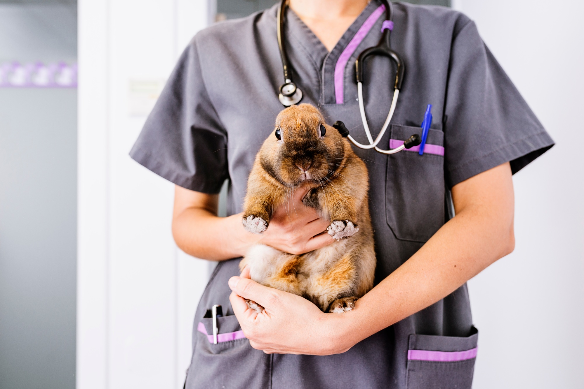 Veterinarian doctor is making a check up of a rabbit.