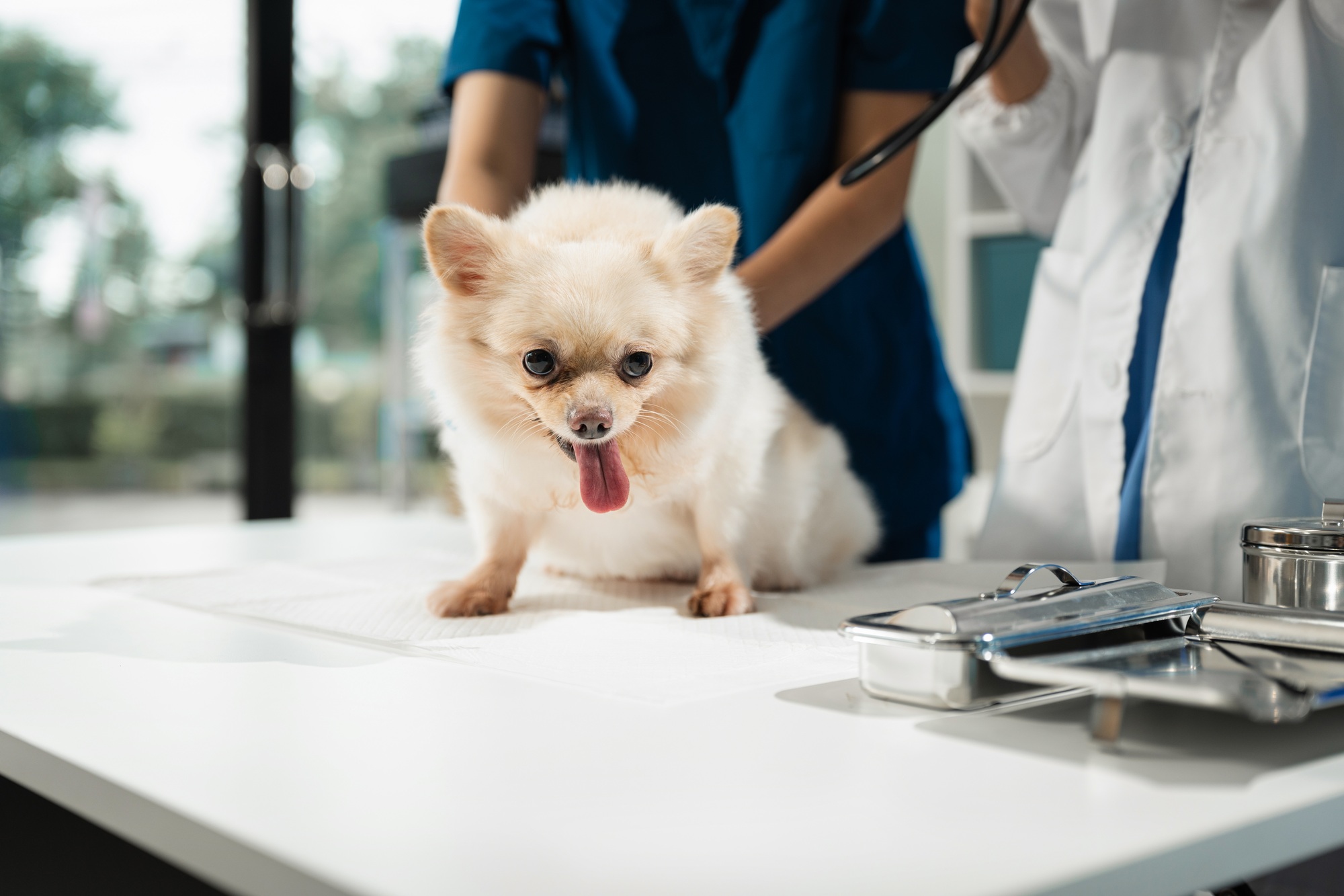 Veterinarians Examine Dogs’ Health and Maintain Medical Records.