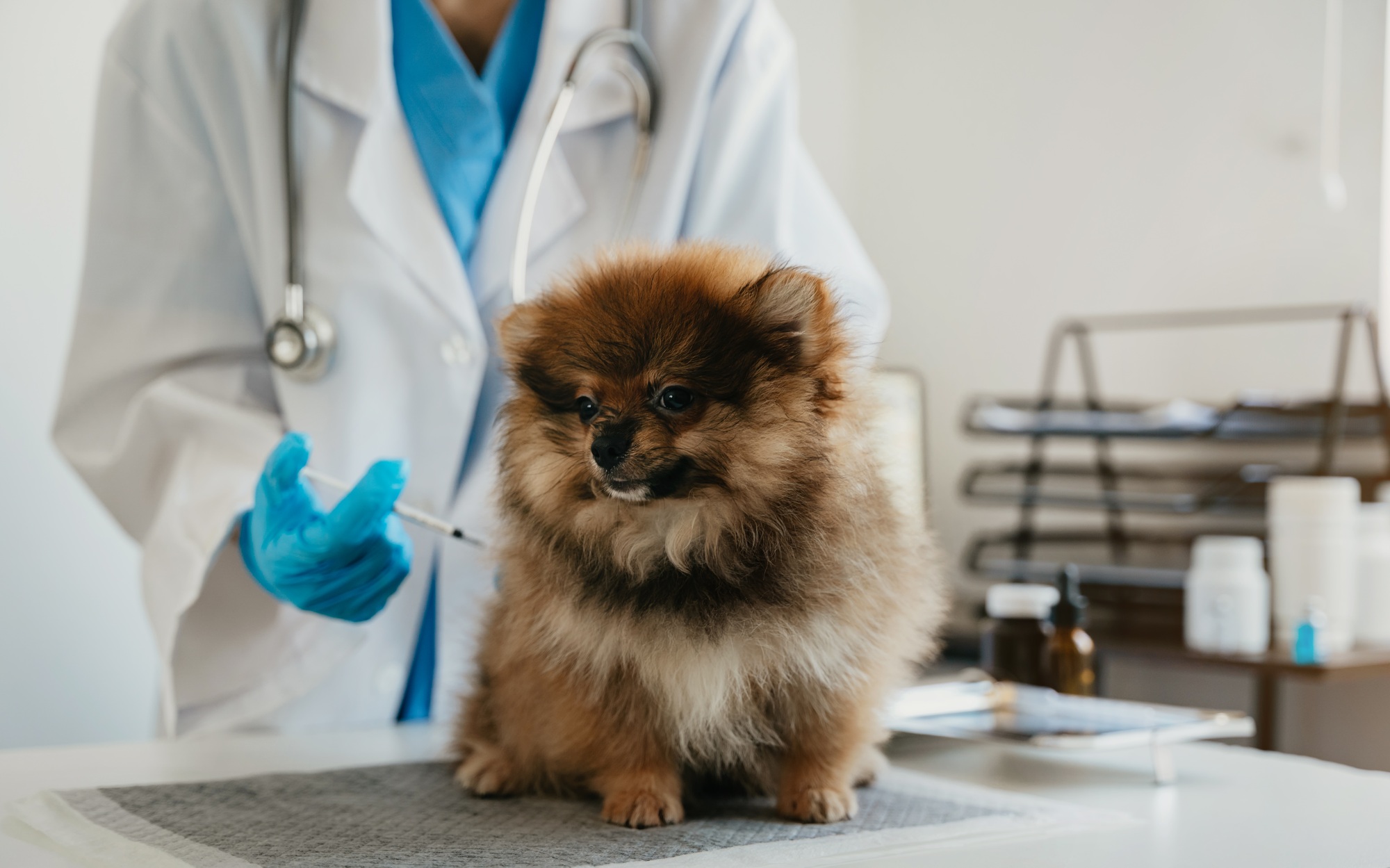 Veterinary laboratories - Injection dogs.